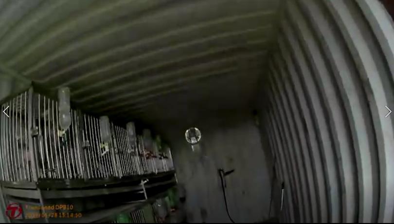 26品種犬塞貨櫃屋 桃園破非法繁殖場多隻聲帶遭割除