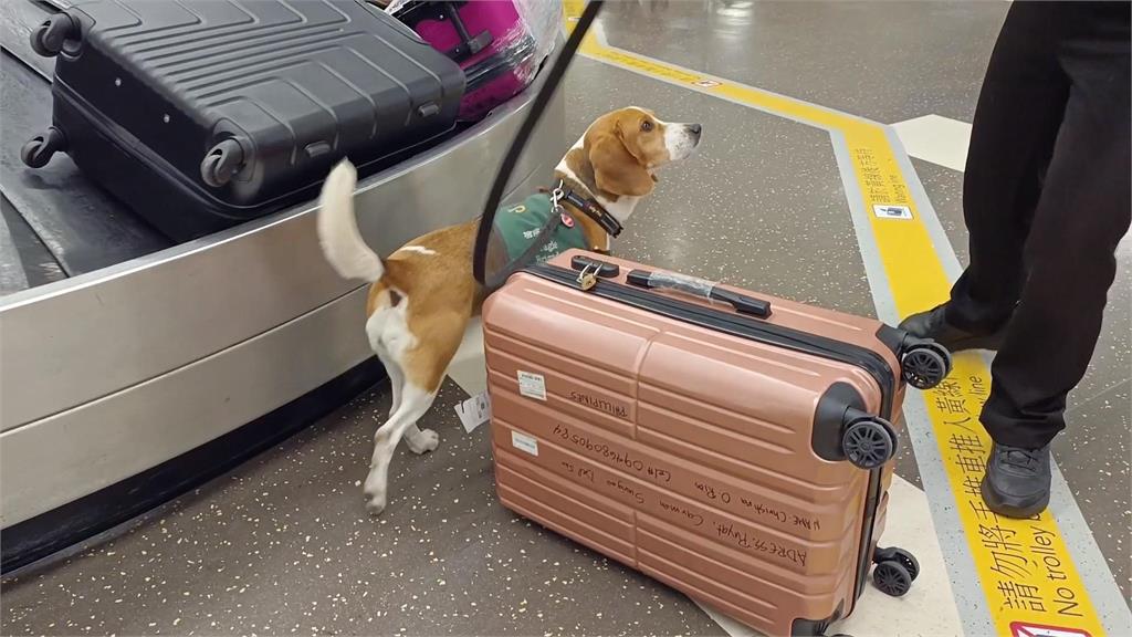 異言堂(影) /廚餘去化是豬農責任? 專家籲:長期錯誤習慣該修正