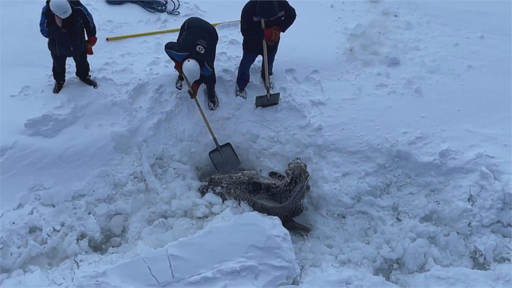 搶救駝鹿大作戰! 3船員組搜救隊助受困駝露脫離雪地