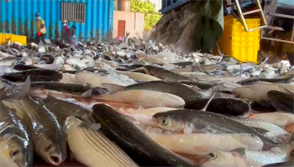 高雄烏魚大豐收!港口堆成小山 金黃色烏魚卵閃耀漁民樂翻