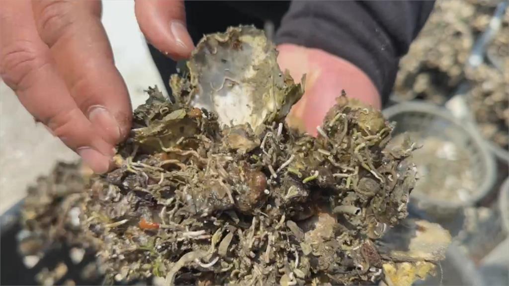 台南南區外海牡蠣異常暴斃　蚵農苦不堪言　水試所調查原因
