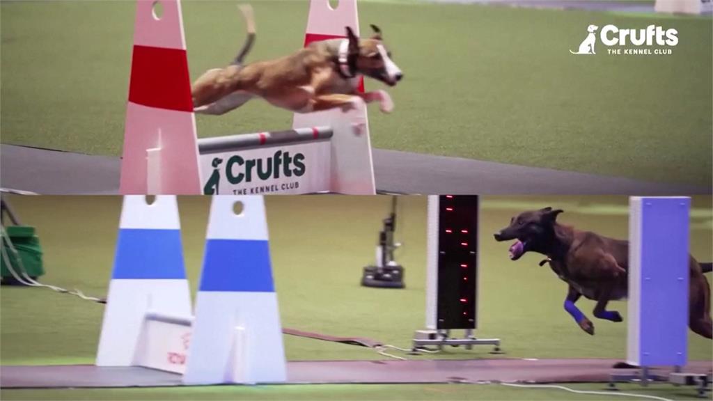 全球最大狗狗展英國登場　2.4萬隻汪星人齊聚爭冠軍