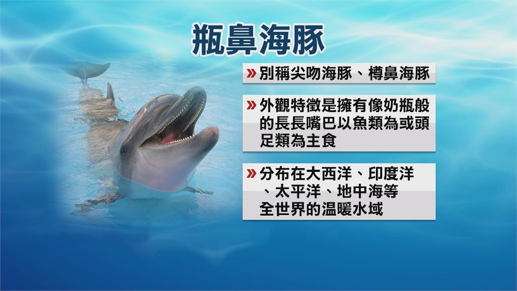超過20隻瓶鼻海豚現身高雄港洲際碼頭　民眾興奮拍下罕見畫面