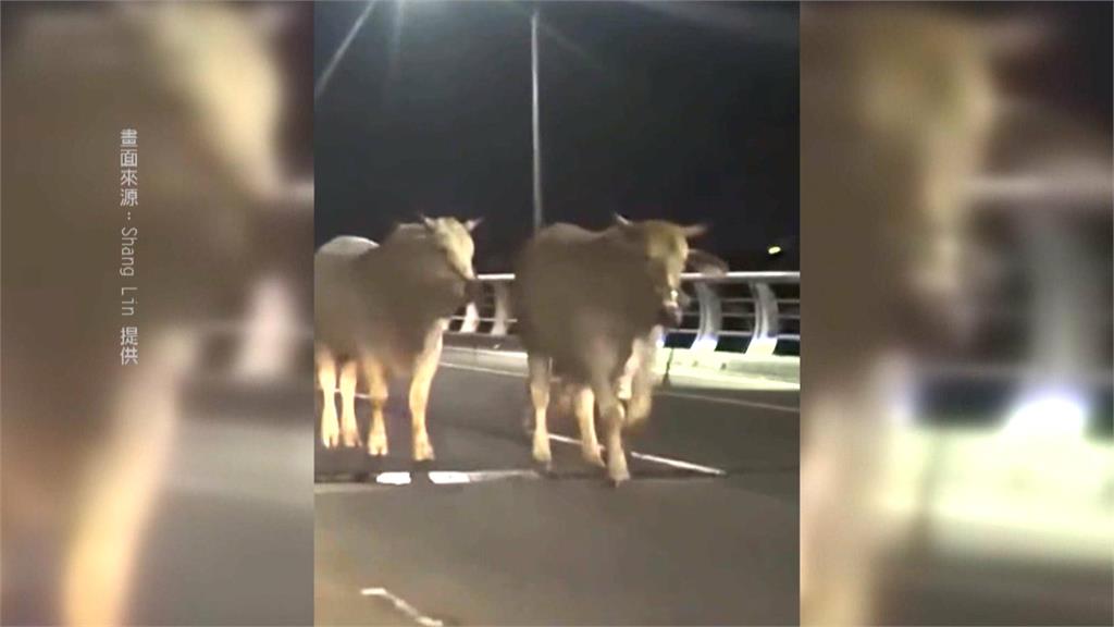 屏東2頭「黃牛」逛大街　警方循線找上飼主開罰