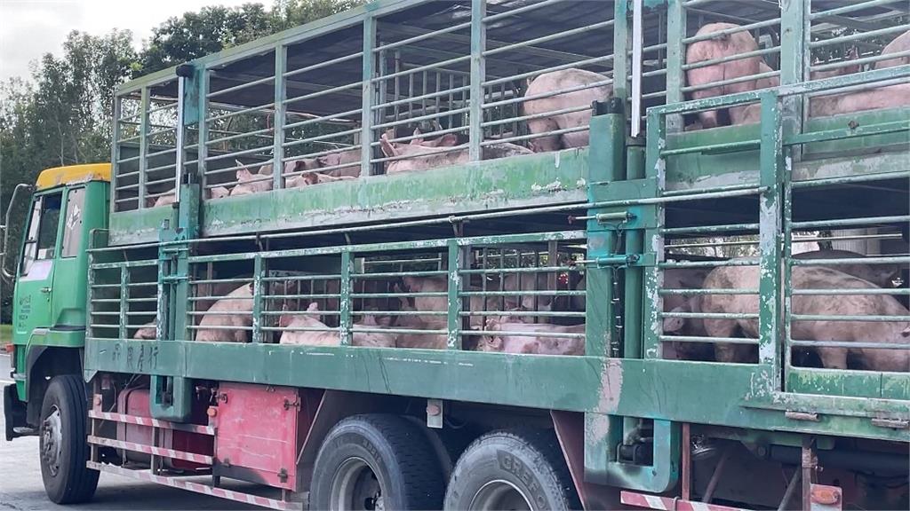 驚險!豬仔「降肉」國道3車道 後方駕駛險撞