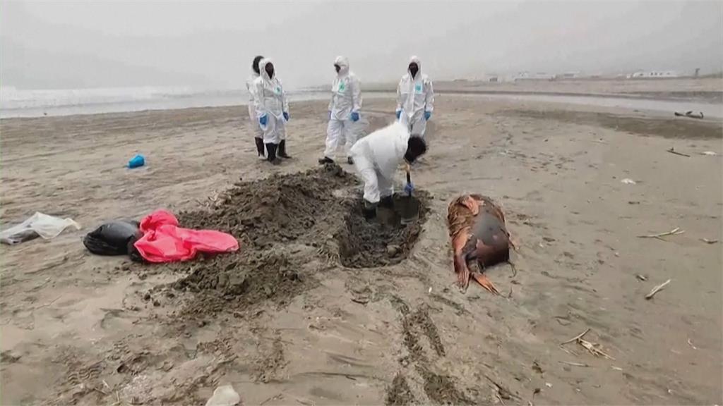 H5N1禽流感病毒「傳染哺乳類」　秘魯至少７１６頭野生海獅暴斃