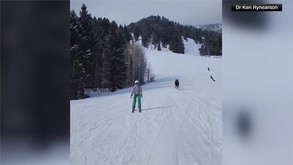 美國滑雪遭野生駝鹿追趕　驚險過程全都錄
