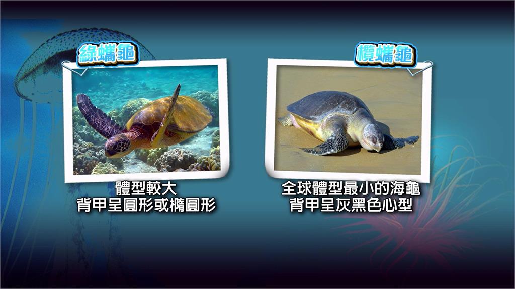 蘭嶼綠蠵龜奄奄一息、欖蠵龜死亡　海生館接手處理