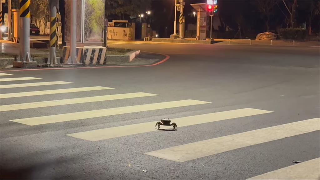 三寶學著點！螃蟹過馬路「走斑馬線」超守法　21秒奇景吸萬人朝聖