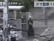 日本大量黑熊闖市區釀12死!送報員遭偷襲倒地「啃咬14秒」完整畫面曝光