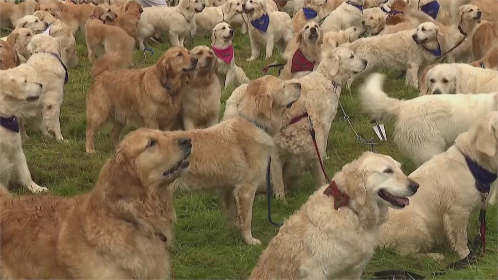 歡慶黃金獵犬155週年　488隻黃金獵犬齊聚盛會