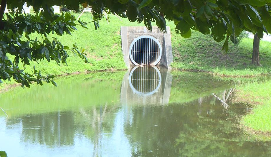 台中大里東湖公園滯洪池成髒亂「生態池」　驚見紅色福壽螺卵