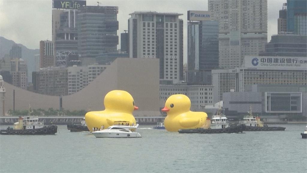 只剩一「鴨」獨秀　香港黃色小鴨太熱消風檢查