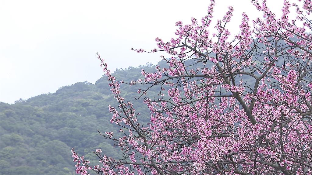粉紅風暴來襲! 陽明山平菁街賞花秘境獨家曝光