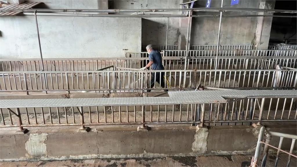 首起非洲豬瘟病死豬案例恐更早? 關聯場、追溯日期可能得再擴大