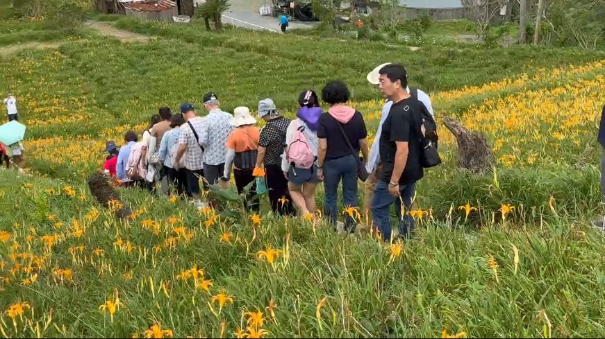 台東太麻里金針山花季登場 背風面花海盛開迎遊客
