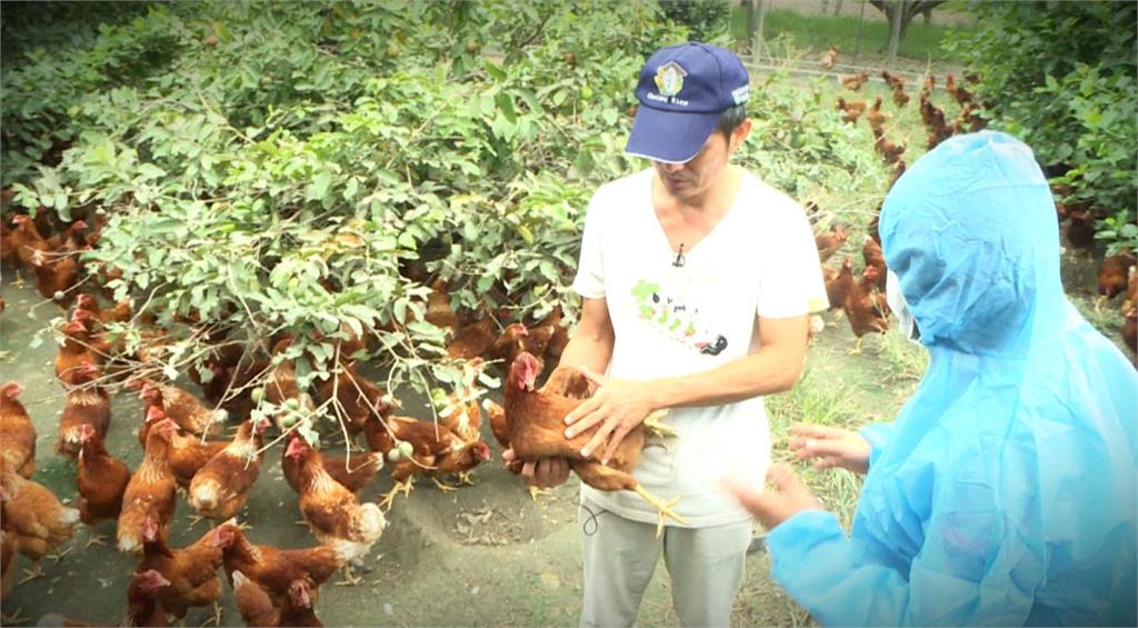 異言堂(影)／蛋商不說的秘密　選對雞蛋　省下醫藥費