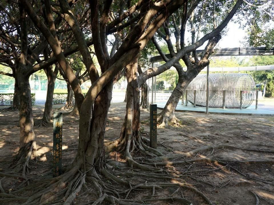 快新聞／台北2棵老榕樹突然不見！網一查看傻「背景大有來頭」：總統親手種的