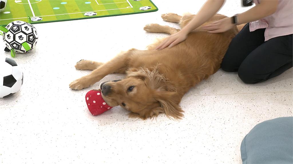 板橋上演鬆獅黃金獵犬大戰! 飼主急拉開被咬傷氣炸將提告