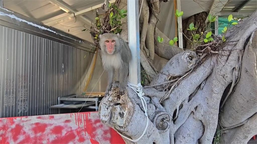 柴山獼猴踢鐵板! 黑輪攤霸氣阿嬤防搶食物「亮BB槍」嚇猴
