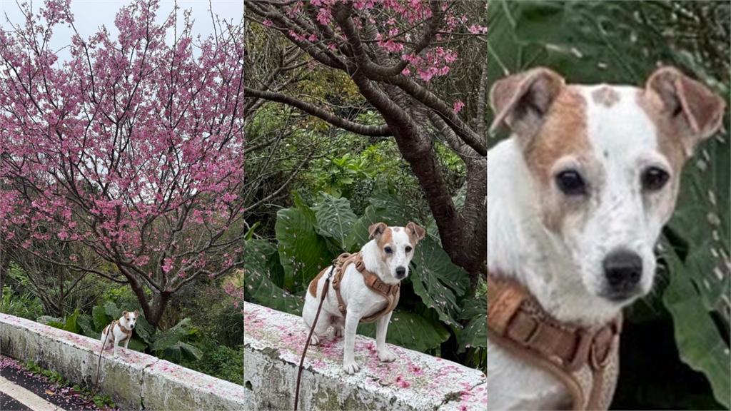 蔡英文現蹤陽明山「賞櫻+遛狗」被拍！突遭「疑惑猛盯」全網驚：不可能…