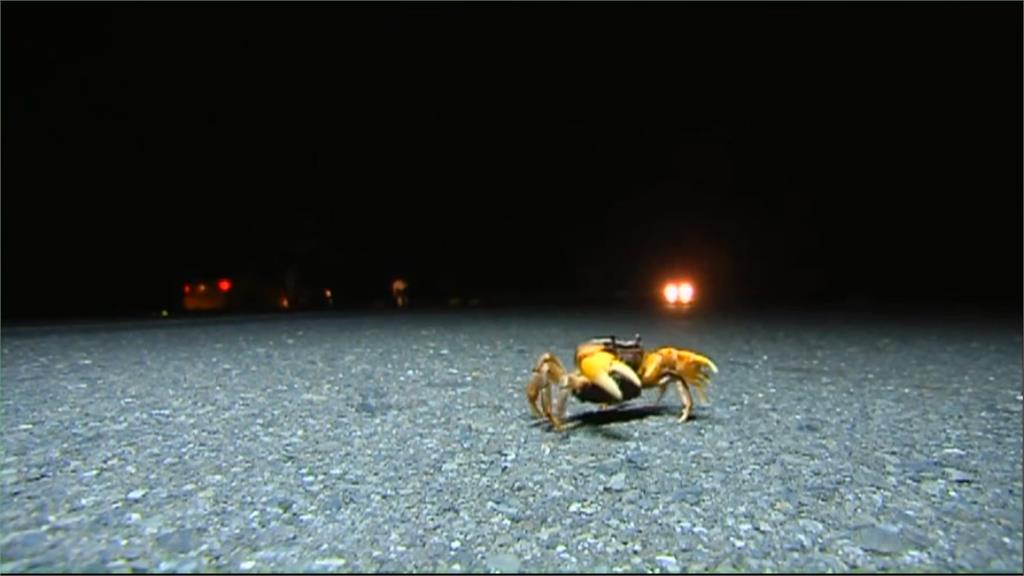 「蟹蟹」請讓路！墾丁陸蟹繁殖高峰將至　8/8起夜間交管護蟹安全
