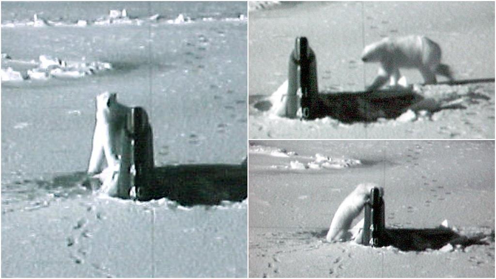 美核潛艦破冰上浮竟被牠「熊抱狂舔」！網笑：可能被當鯨魚背鰭了