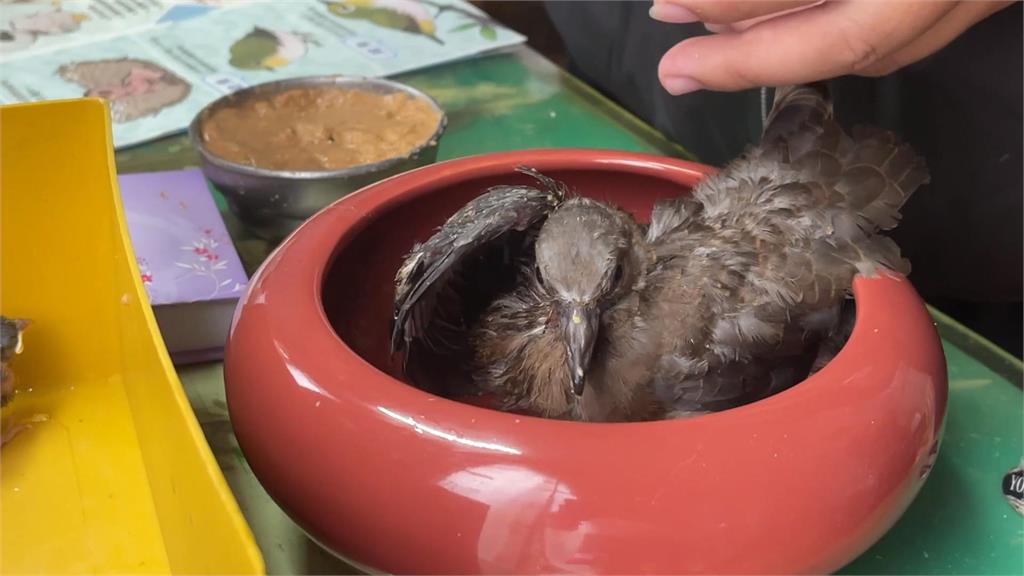 自設網具保護鳥群 修車廠成另類鳥類醫院