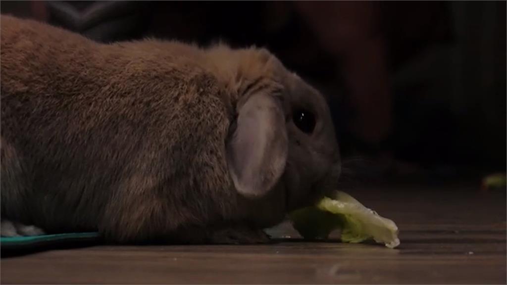 美國瑜珈教室小兔子當助教　學員上課兔兔滿場跑