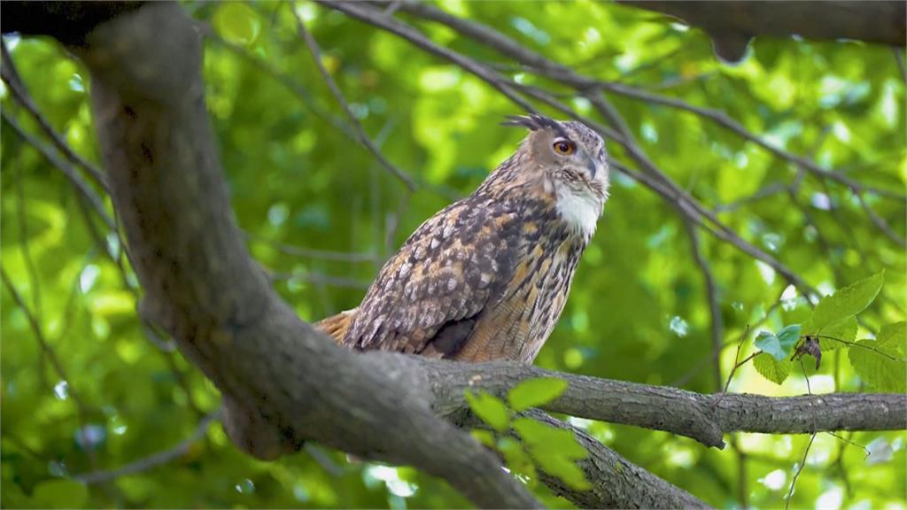 動物園貓頭鷹脫逃 超強狩獵技城紐約明星鳥