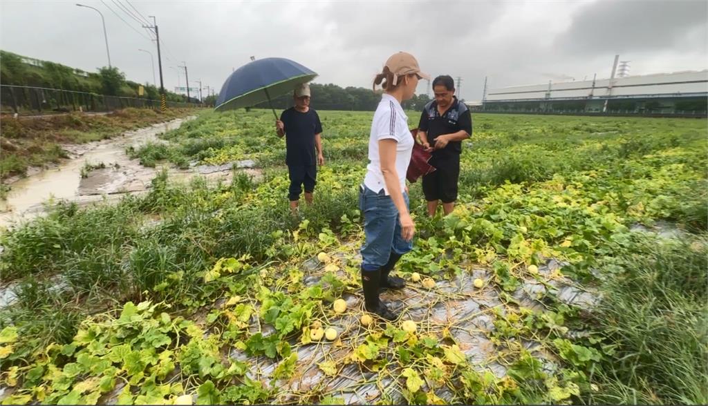 ８２２豪大雨肆虐南台灣　高雄香瓜爛光光、屏東苦瓜嚴重水傷
