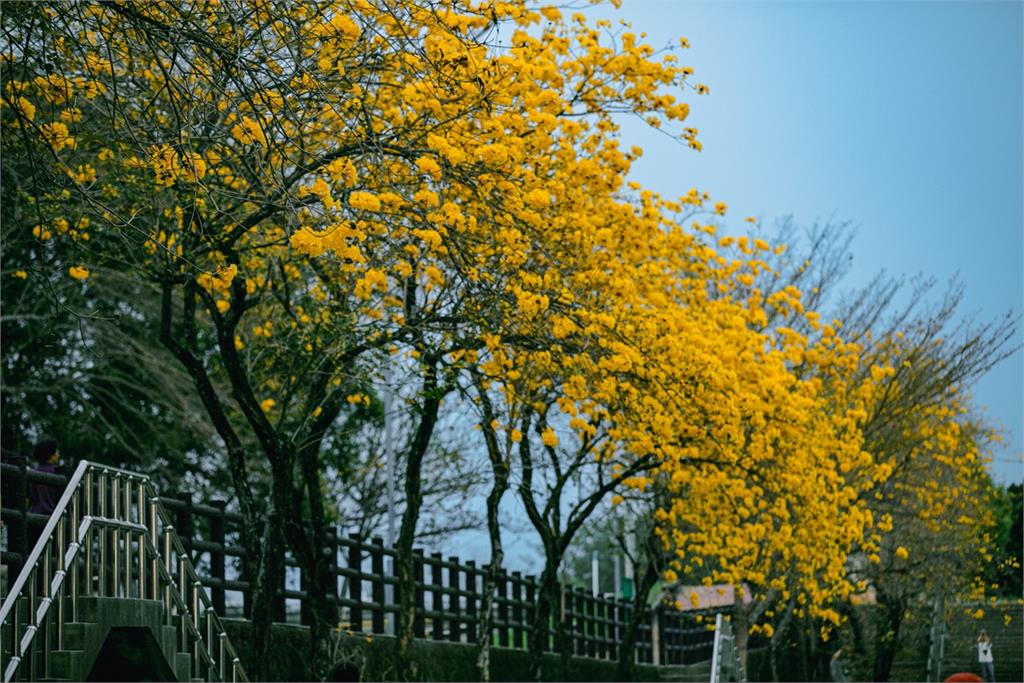 春暖花開！翁章梁邀您春遊賞花　黃花風鈴木、櫻花、瑞里麝香木花開浪漫