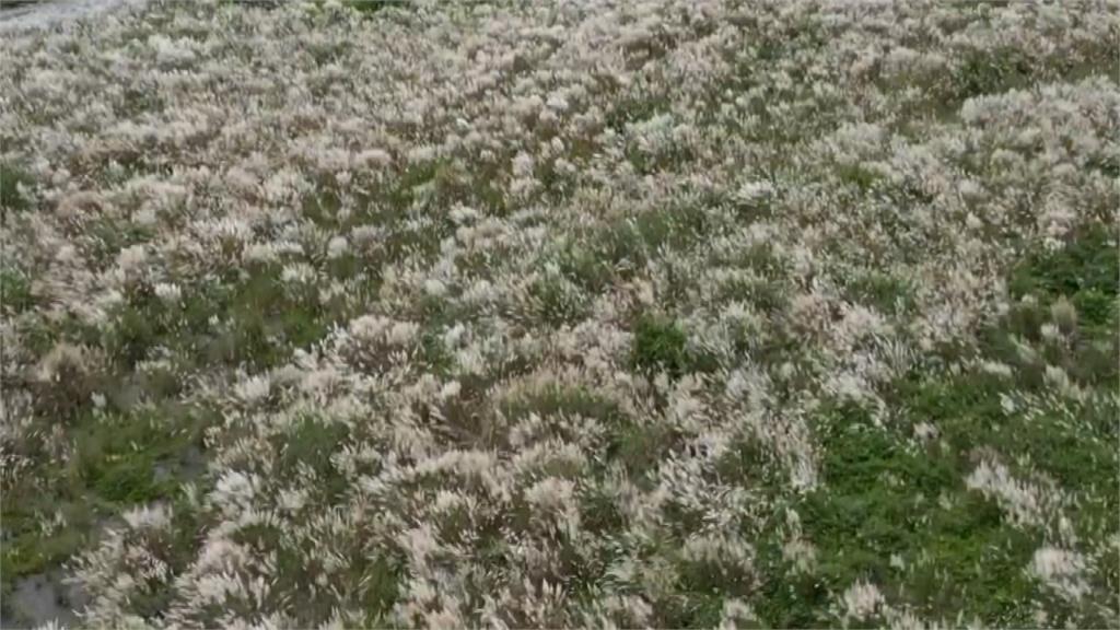 南投埔里眉溪「八月雪」　空拍白茫茫甜根子草