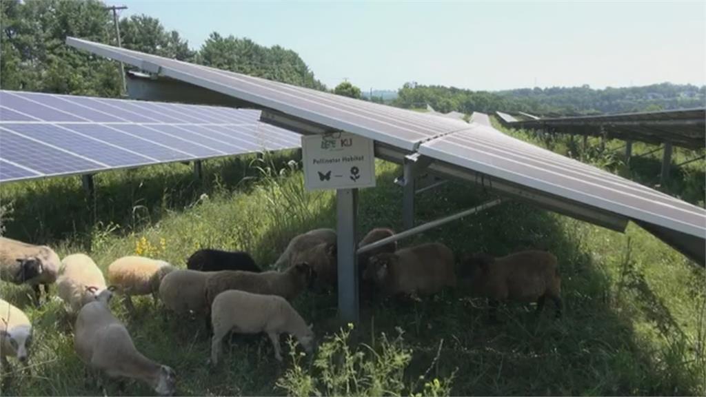 解決雜草叢生問題　太陽能農場找羊咩咩來吃草