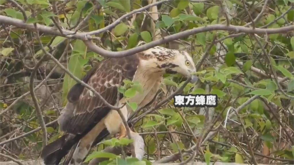 罕見畫面！　火炎山驚見「山壁猴」　攀岩如練空中瑜珈
