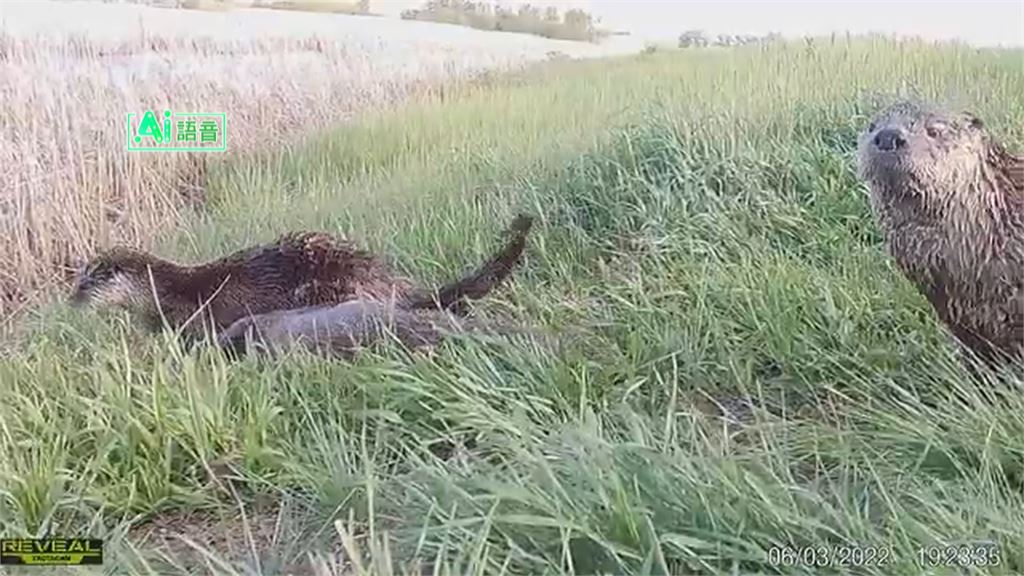 野外攝影機捕捉珍貴畫面 揭開野生動物神祕生活