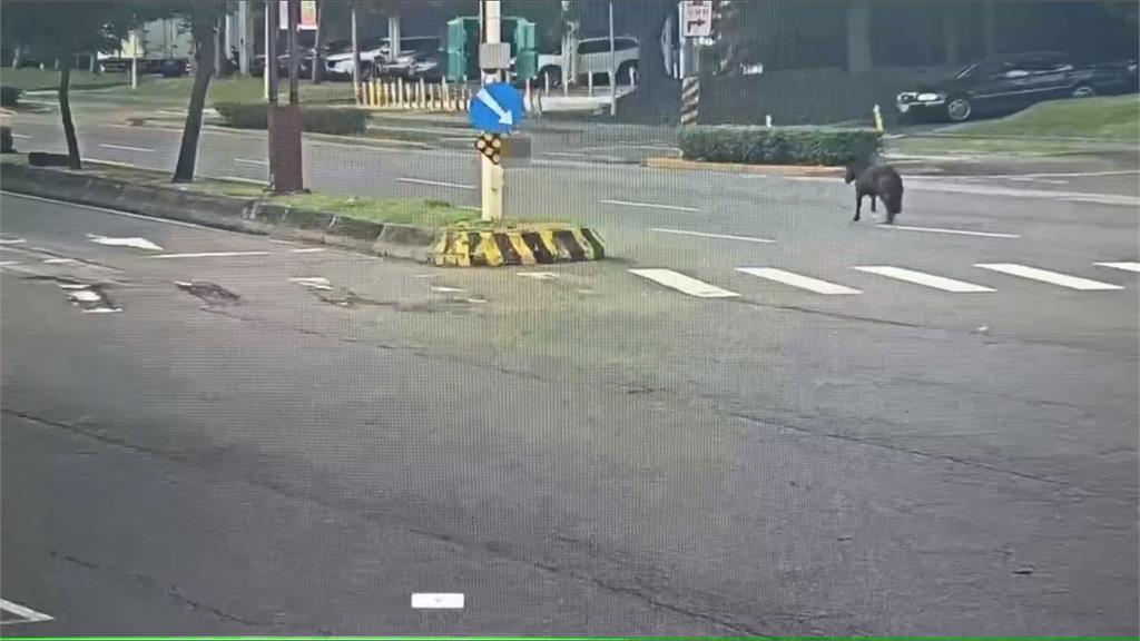 北市現「迷你馬」內側車道狂奔 逃家慣犯!第三次出逃、 飼主挨罰