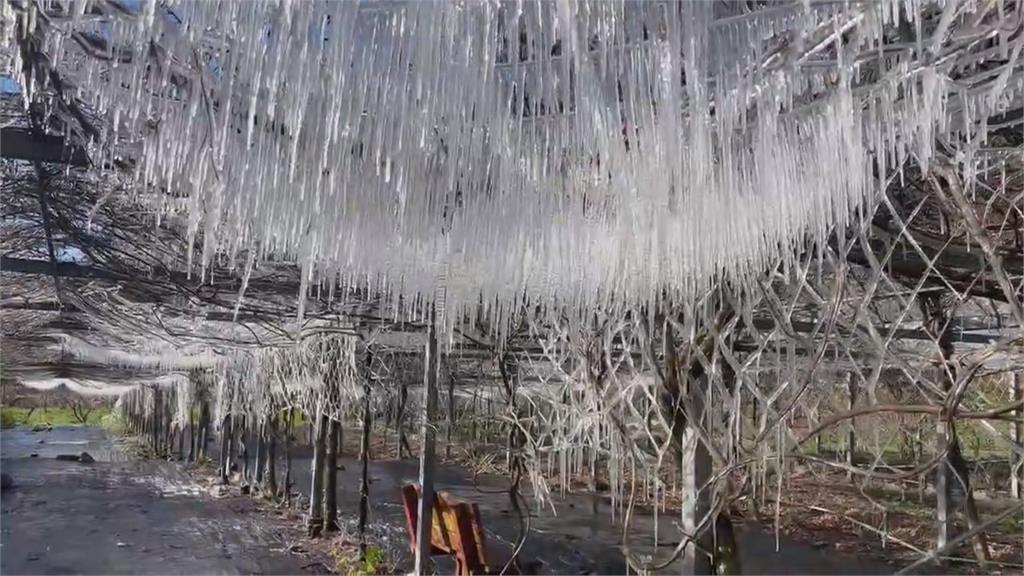 冰雪世界！武陵農場降到零下　藤花園冰柱現罕見「冰晶簾幕」