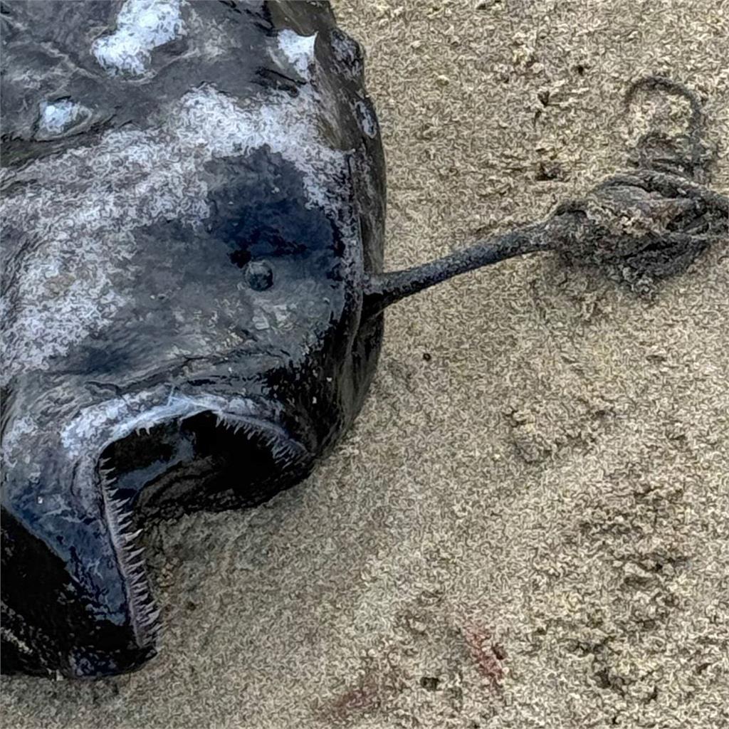 罕見黑色怪魚擱淺海灘！「尖牙利齒」超駭人　專家揭身世：公魚專吃軟飯