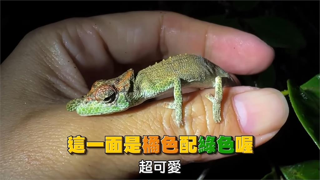 馬達加斯加變色龍繁多!她見超稀有「葉尾守宮」 網讚:眼睛跟寶石一樣美