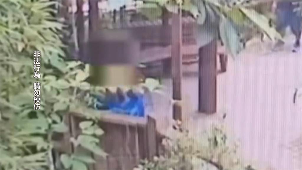 啥?動物園偷「5蝴蝶、1豆娘」 他靠汗水吸引打包帶走