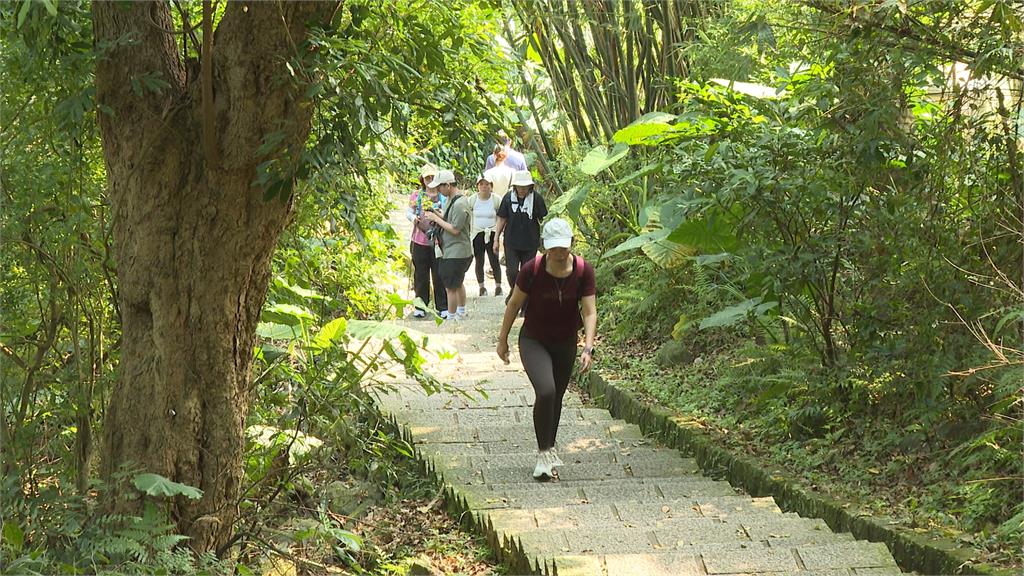 北市天母山區驚見孔雀！　網示警：恐釀生態浩劫