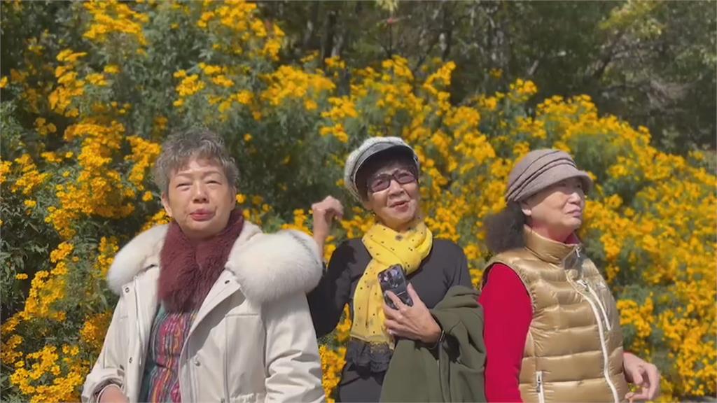 武陵農場秋季限定 芳香萬壽菊花牆超吸睛