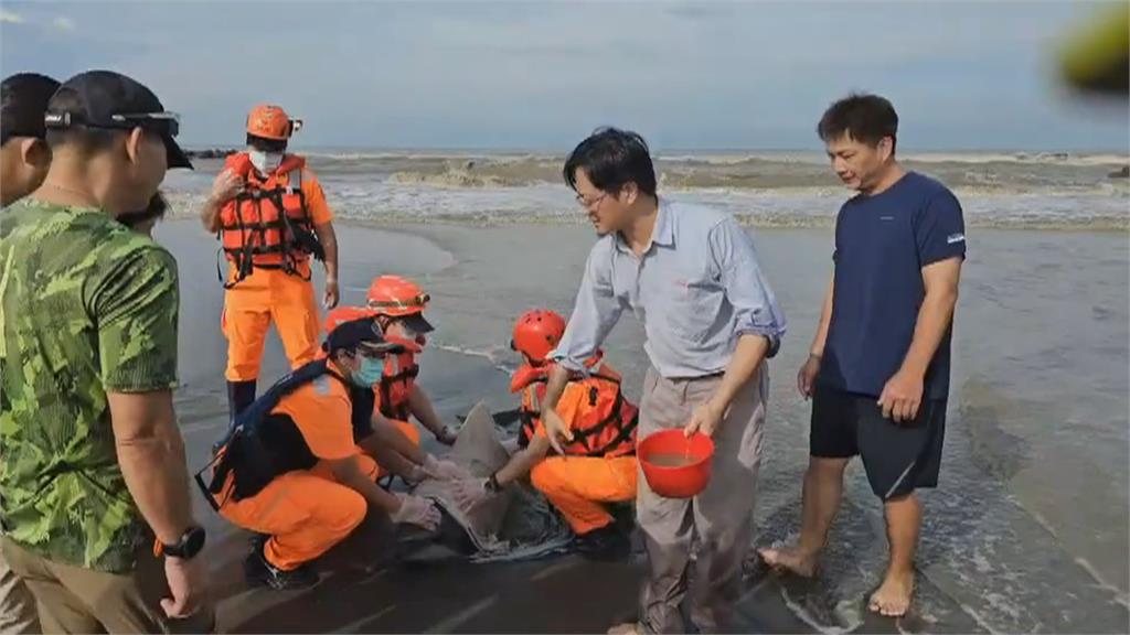 黃金海岸與曾文溪口海豚擱淺 皆先送成大臨時池