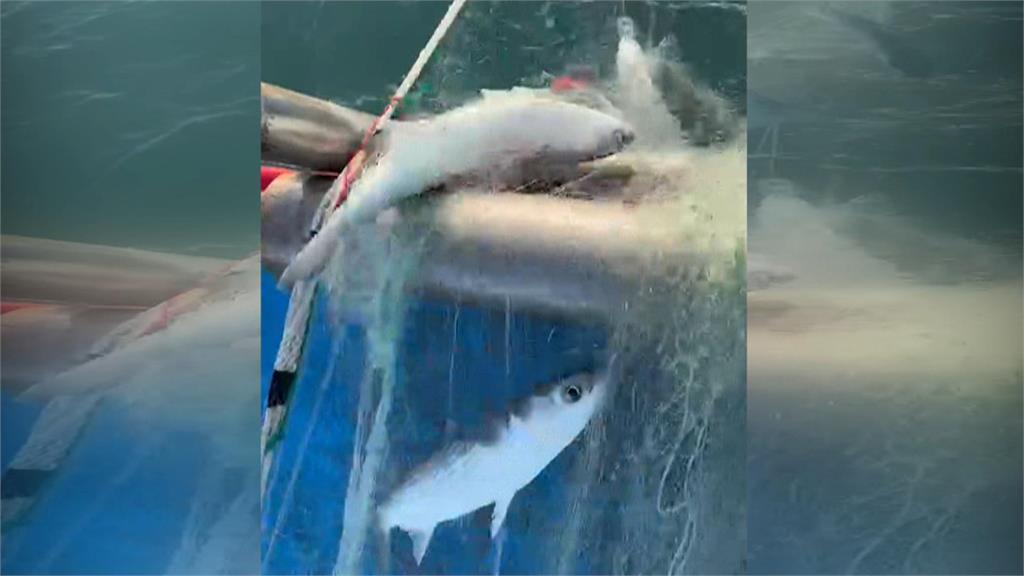 要買要快!東北季風增強 烏魚季進入尾聲