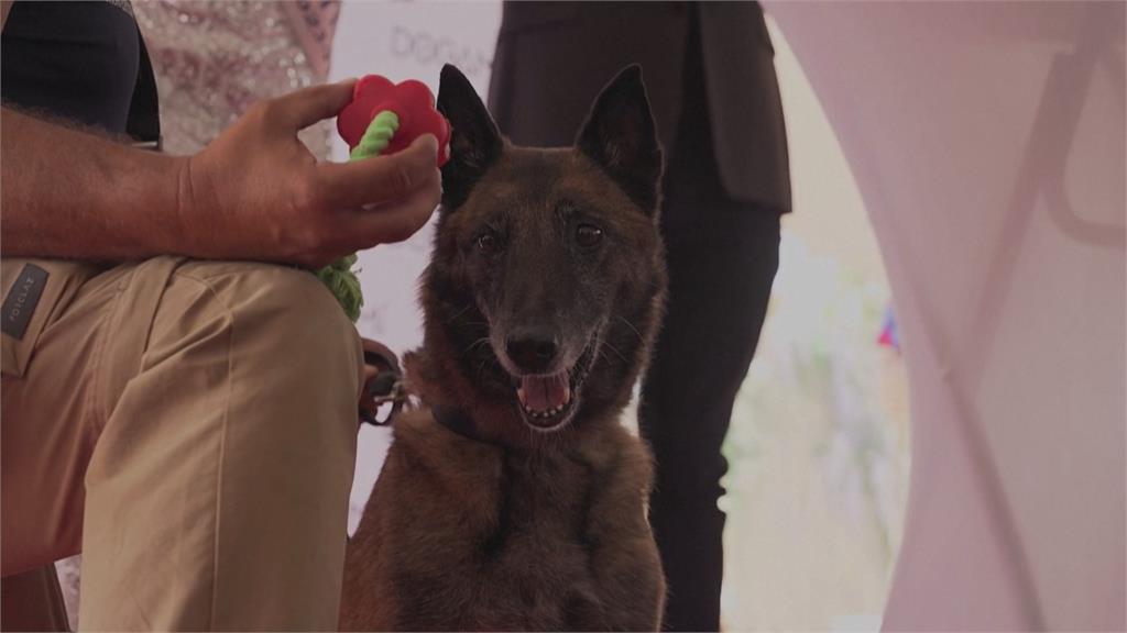 堪稱狗界影帝！　邊境牧羊犬梅西獲金棕櫚狗狗獎