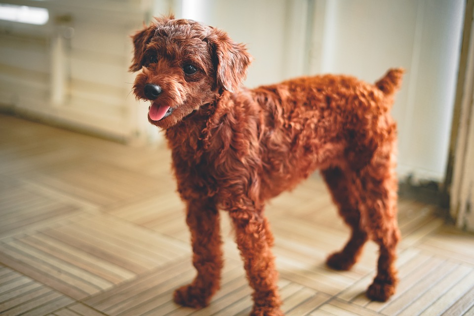 最受歡迎狗狗出爐！超越吉娃娃、柴犬「這品種」蟬聯日本13年人氣冠軍