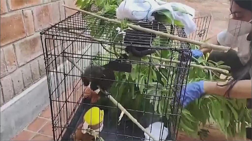北半球熱浪襲！印度高溫破紀錄　墨西哥猴子大量暴斃