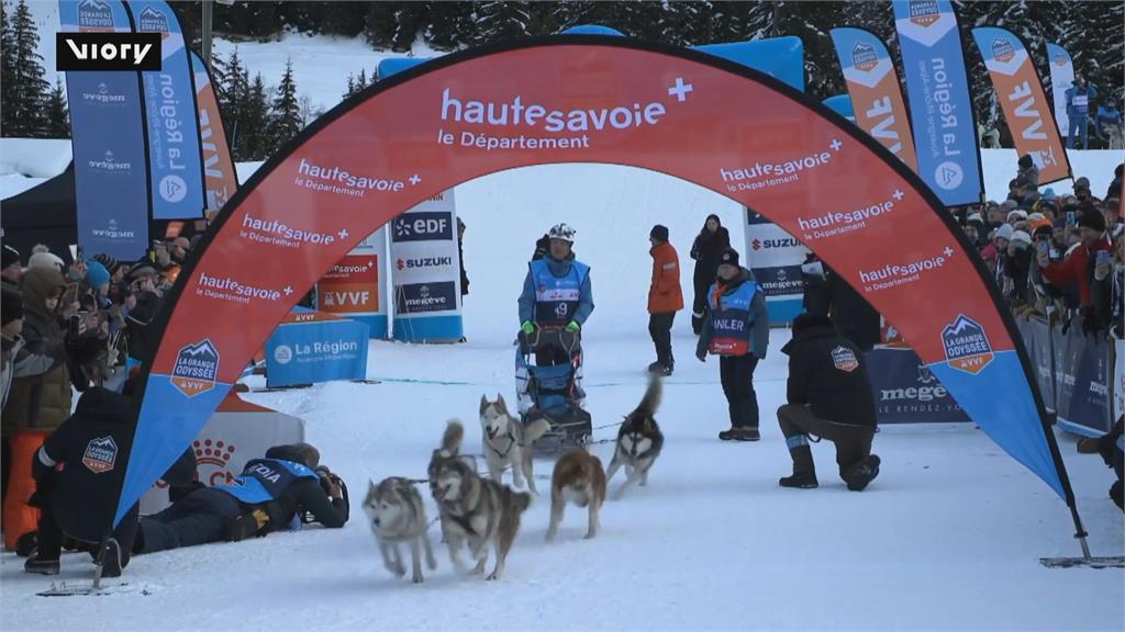 法國阿爾卑斯山狗拉雪橇賽！　今年超過600隻狗狗參賽