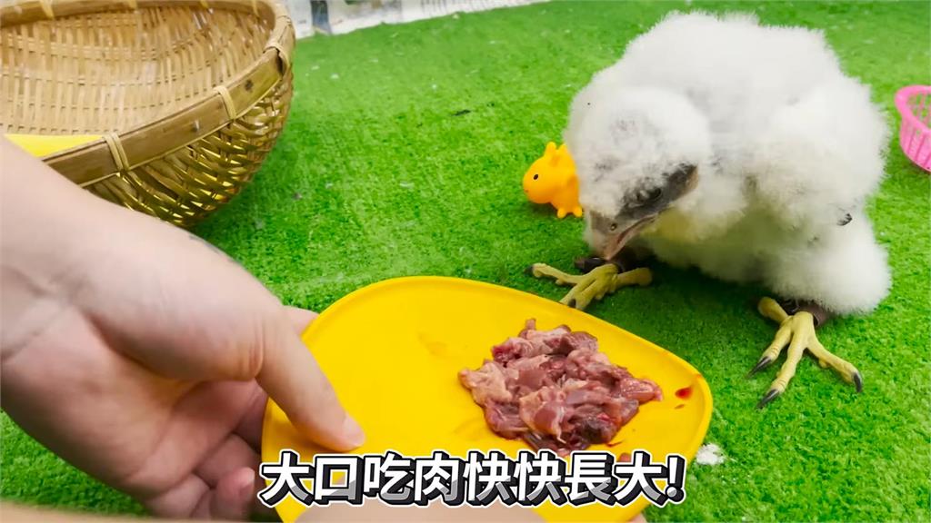 體型大膽子小!老鷹見幼鳥竟驚恐逃脫 「被啃尾巴」超萌畫面逗笑網友